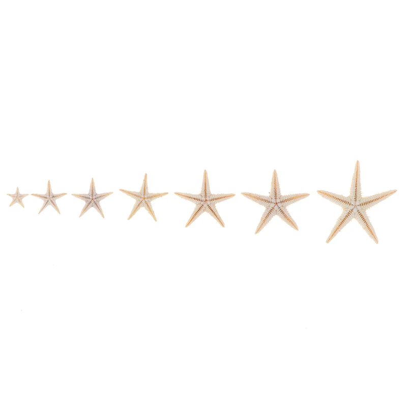 100pcs Mini Starfish Sea shells 0.5-3cm Craft Decoration Natural Sea Stars natural shell ornaments resin starfish ornaments