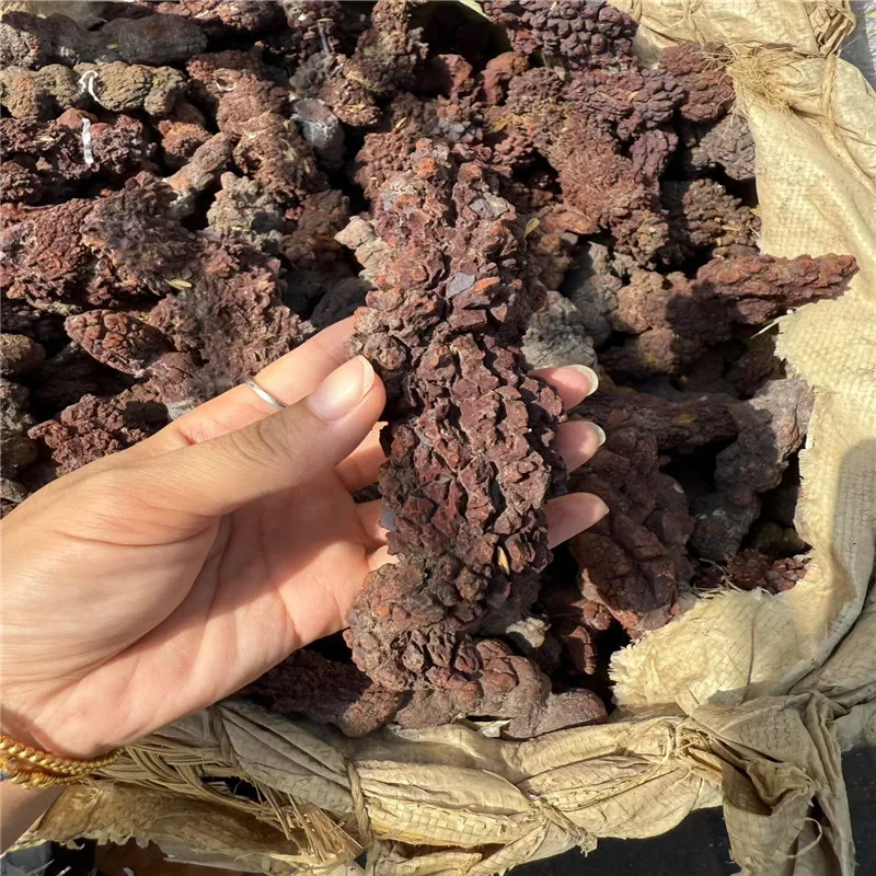 Premium 1000g Fossilized Dinosaur Coprolite Specimen from Madagascar