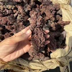 Premium 1000g Fossilized Dinosaur Coprolite Specimen from Madagascar - 200g