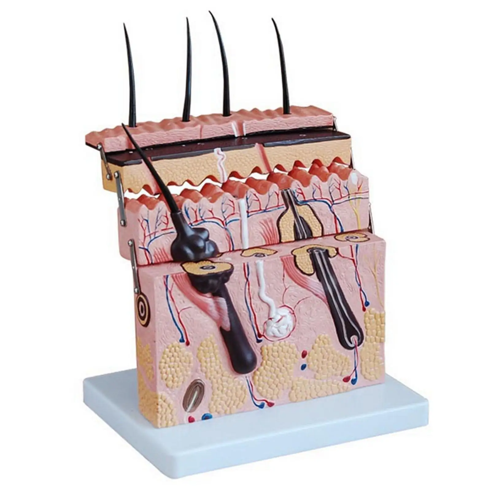 

Hierarchical Structure Anatomical Human Skin Block Model Medical Dermatology Cosmetology
