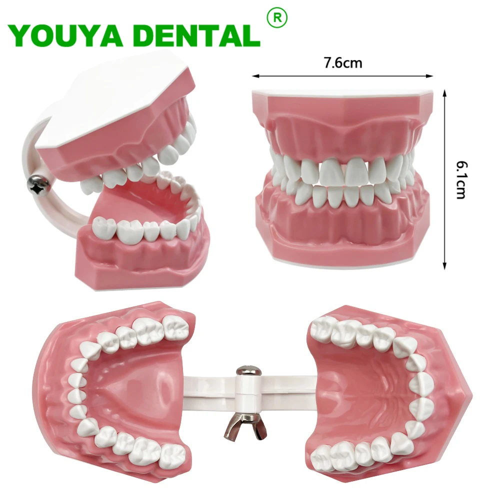 

Standard dental Model Brushing Teeth Teaching Denture Model Brushing Flossing Practice Typodont Dentistry Demonstration Study