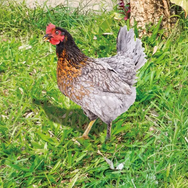 Akrilkakas Szobrok Kétoldalas Nyomtatási Szoborok Csirke Dekorációk Kerti Díszek Kültéri Udvari Dekoráció - Image 5