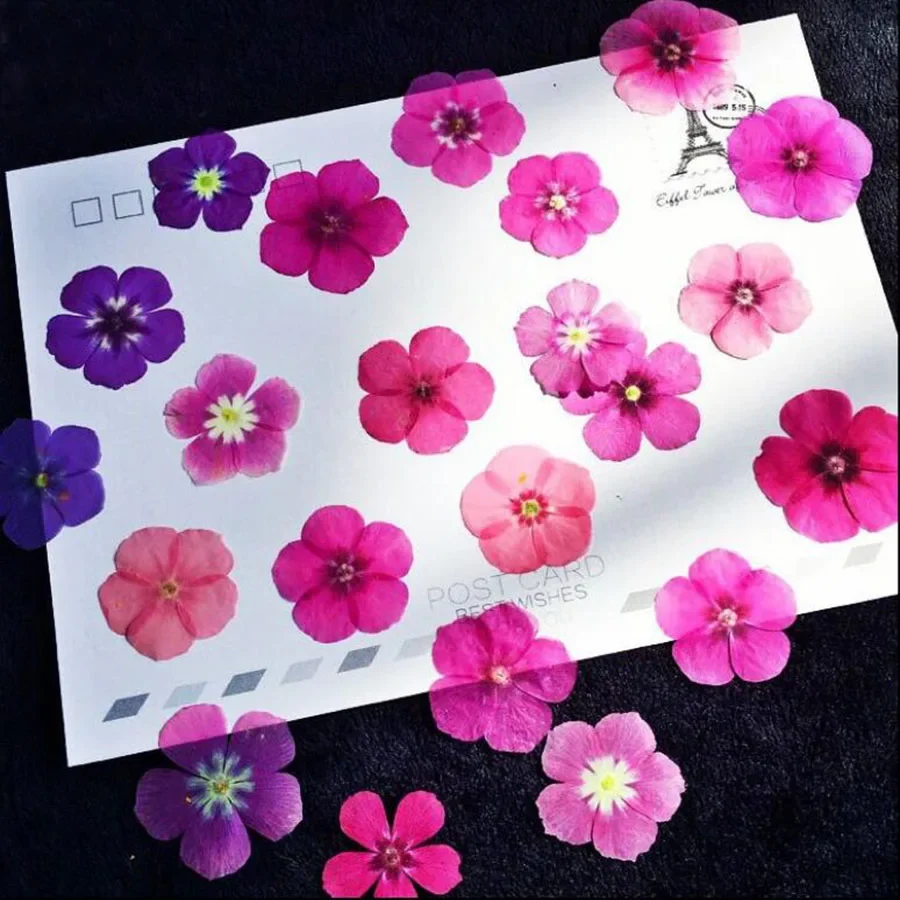 압착 건조 Phlox Drummondi 꽃 식물 식물 식물 식물, 쥬얼리 엽서 북마크 전화 케이스, 초대장 DIY, 60 개