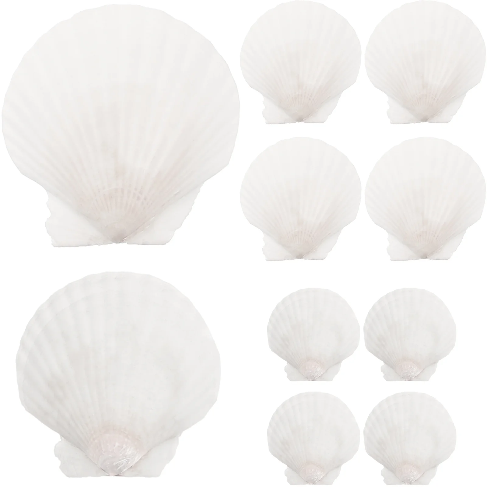 

Decorative Crafting Shell White Scallops Natural Shell Beach Seashells Handicraft White Shell White Shell shells