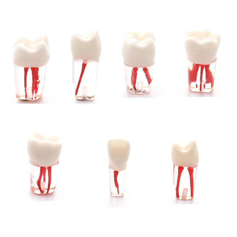 Dental Model Endodontic Root Canal Block Practice Teeth Pulp Cavity