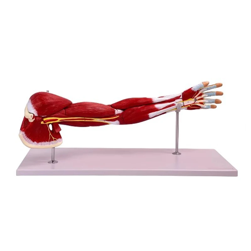

Human Arm Muscle Anatomical Model Upper Limb Muscle Vascular Nerve Structure Model Anatomy Medical Supplies