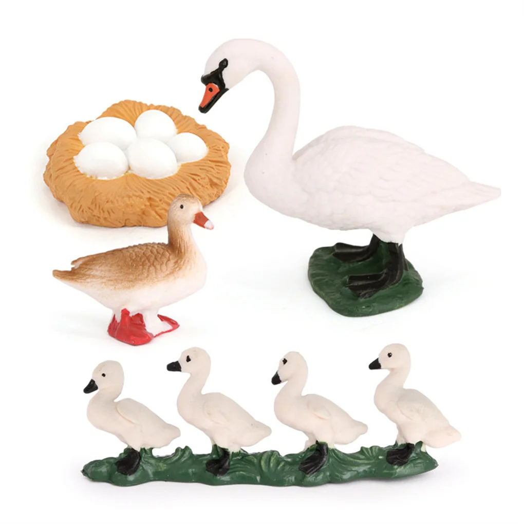 1 Set Swan Life Cycle Models Animals Playthings Kit for Home School 2