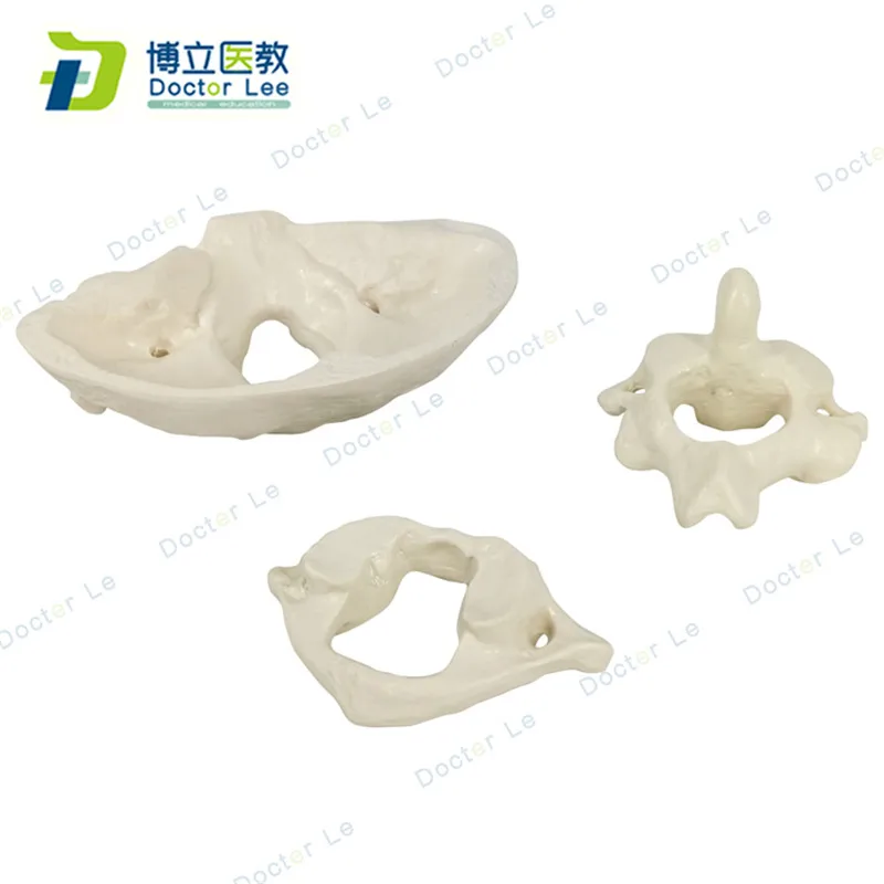 Enlarge the occipital, axial and atlas wiggly skeleton models for medical science learning