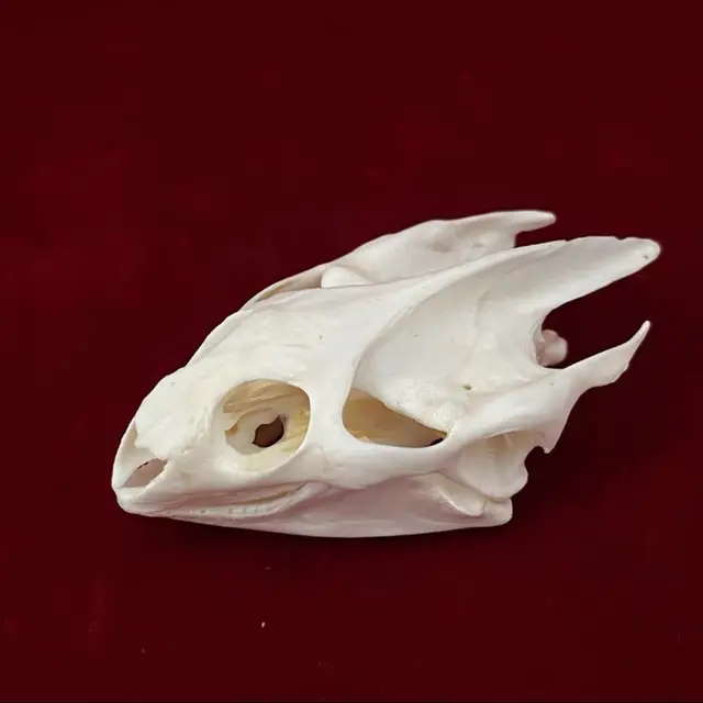 Snake bone specimen real animal skull household ornaments collection fox  skull dog skull DIY crafts mini garden accessories