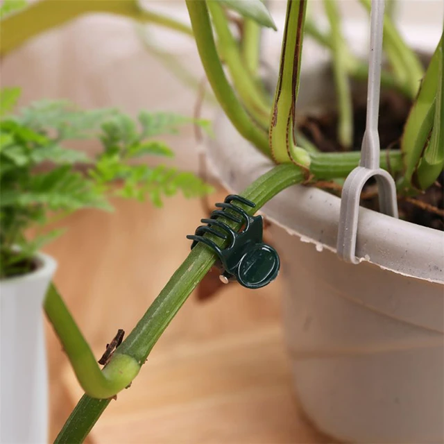 100 Darabos Műanyag Növényi Tartó Klipek Orchidea Szár Klip Szőlő Zöldségek Virágkötésű Köteg Ág Szorító Kerti Szerszám - Image 4