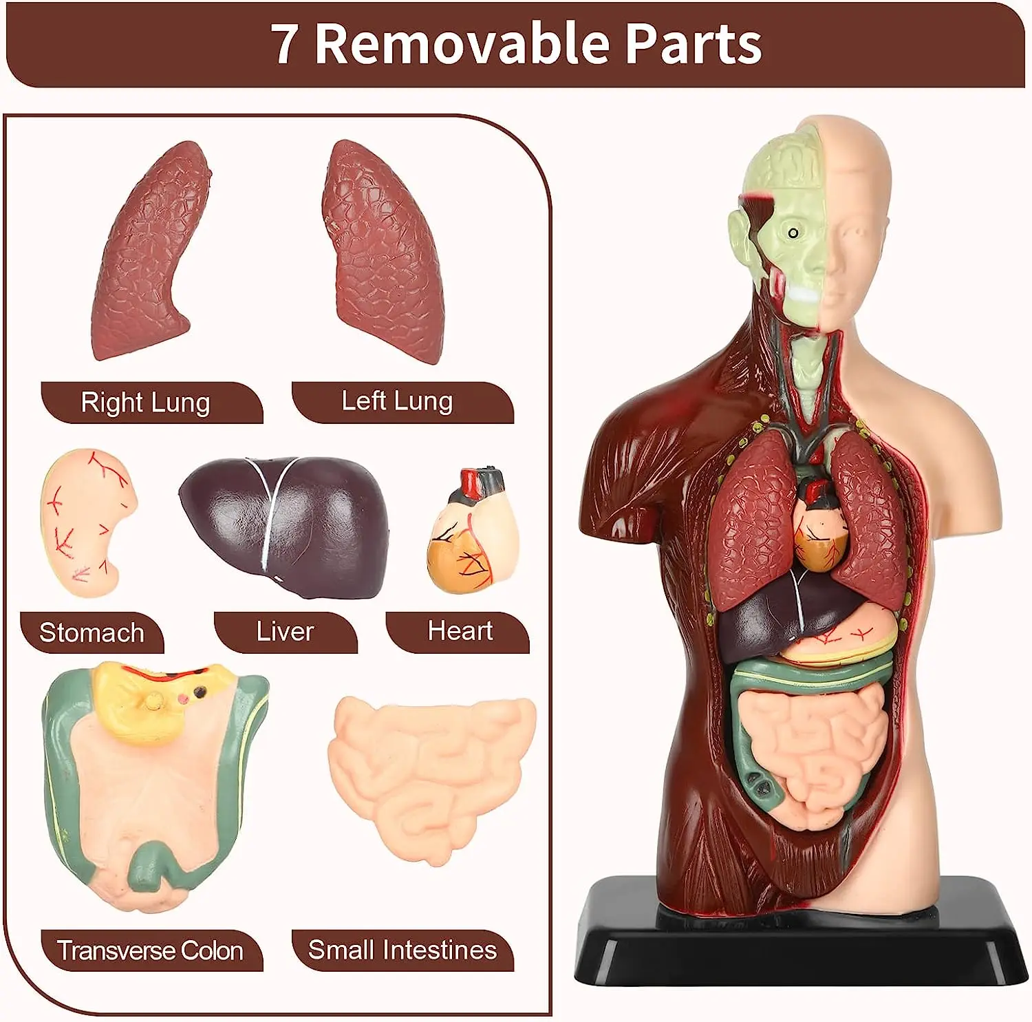 3D Human Body Model Torso Model Educational Assembly Learning DIY Toys Human Anatomy Organ Teaching Tools Early Learning Toys 3