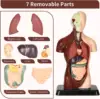 3D Human Body Model Torso Model Educational Assembly Learning DIY Toys Human Anatomy Organ Teaching Tools Early Learning Toys 3