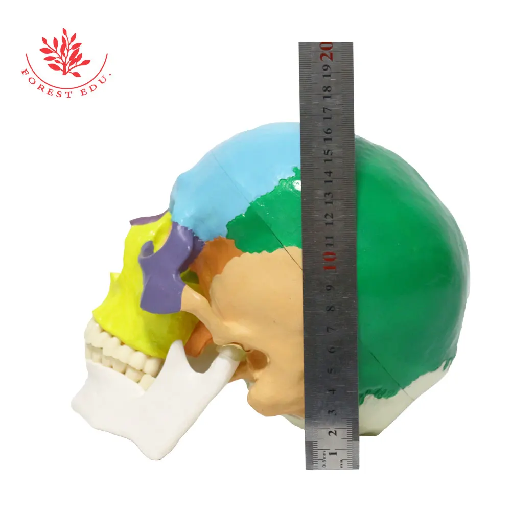 Skull Model FRT021 Colored 3 Replaceable Teeth The Art of Plastic PVC Medical Science Human Anatomy Model