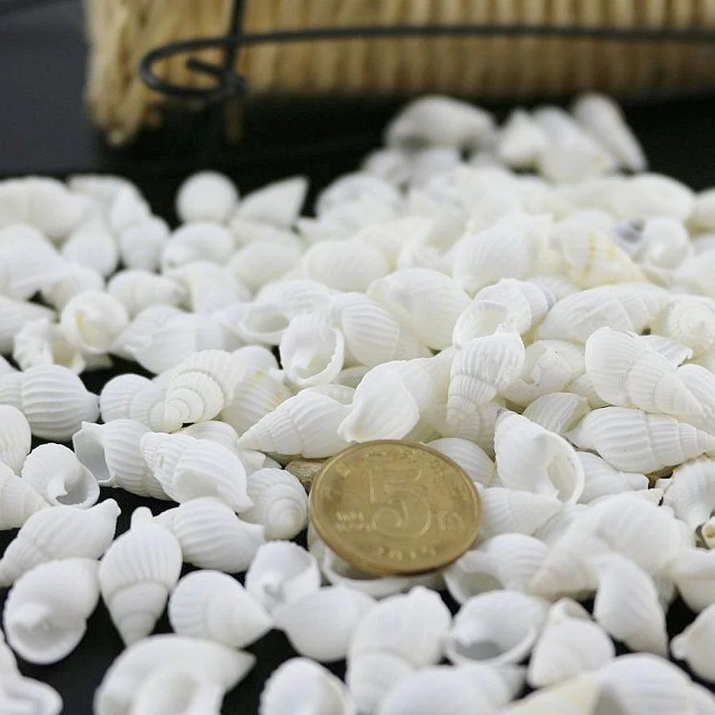 Natural Shell Ornaments Shells Sea Shell Seashells Decor Conch Mini Conches Wedding Crafts Ornaments Home Natural Table Beach Decorating Ocean Large