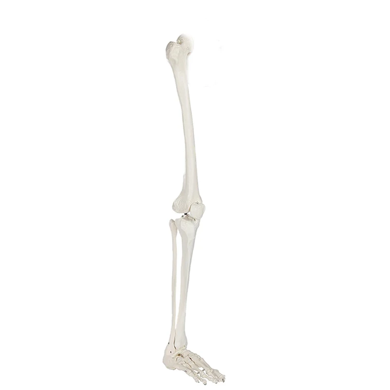 

Human Skeleton Lower Limb Knee and Foot Anatomy Model Medical Science Teaching Resources Drop Shipping