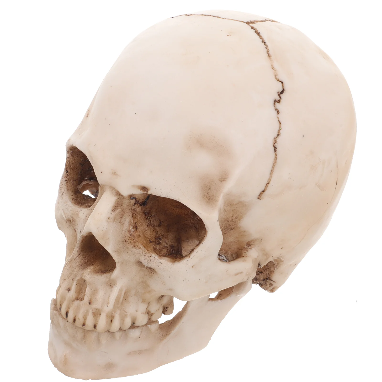 

Model Medical Teaching and Crafts for Adults 1:1 Human Skull