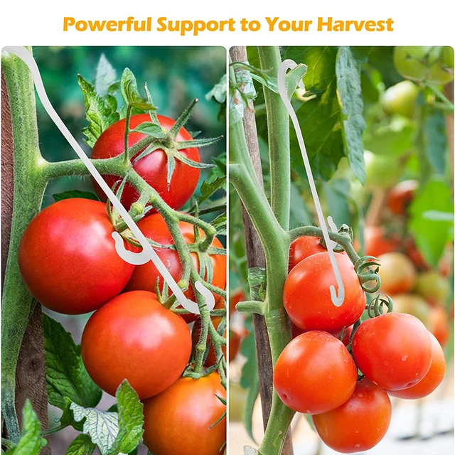 Paradicsom Tartóhorgok A Növények Támogatják Zöldségklipeket, Hogy Megakadályozzák Gyümölcscsoportját, Megcsípje Vagy Leesjen - Image 5