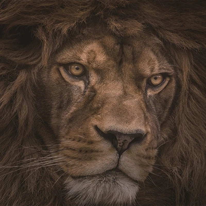 papel de parede foto personalizada 3d leao 04