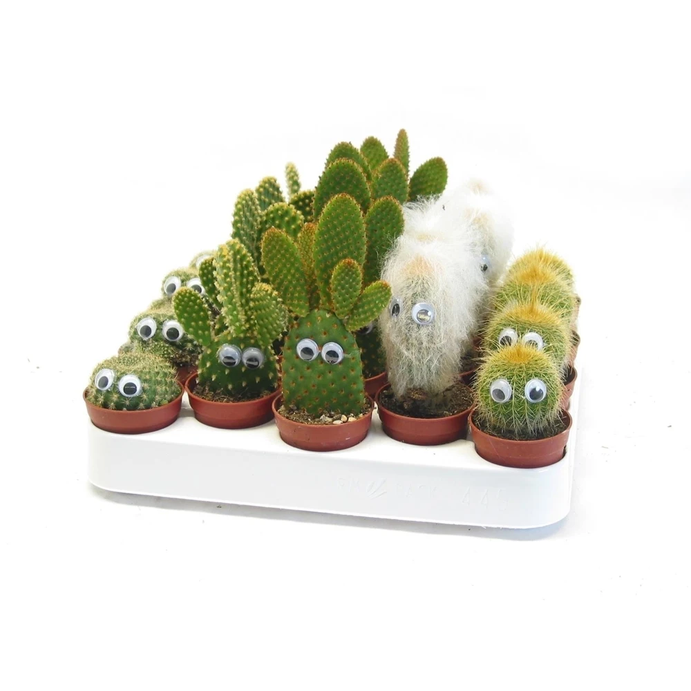 Мини Кактусы В Горшках Купить