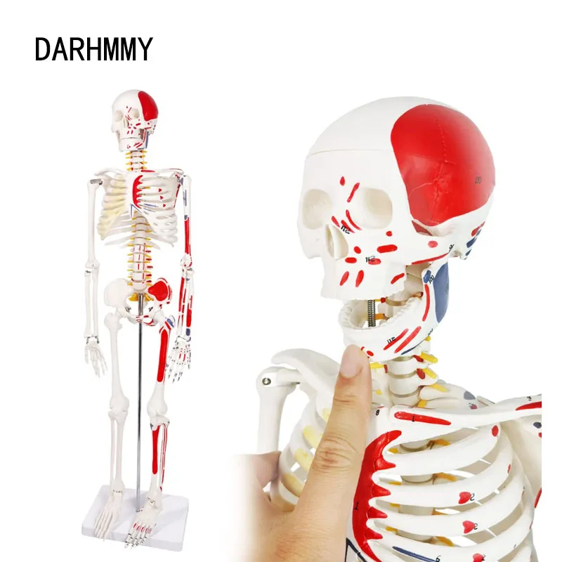 darhmmy-human-skeleton-model-hot-sale-1-2-life-size-85cm-half-muscle-drawing-medical-science-anatomy