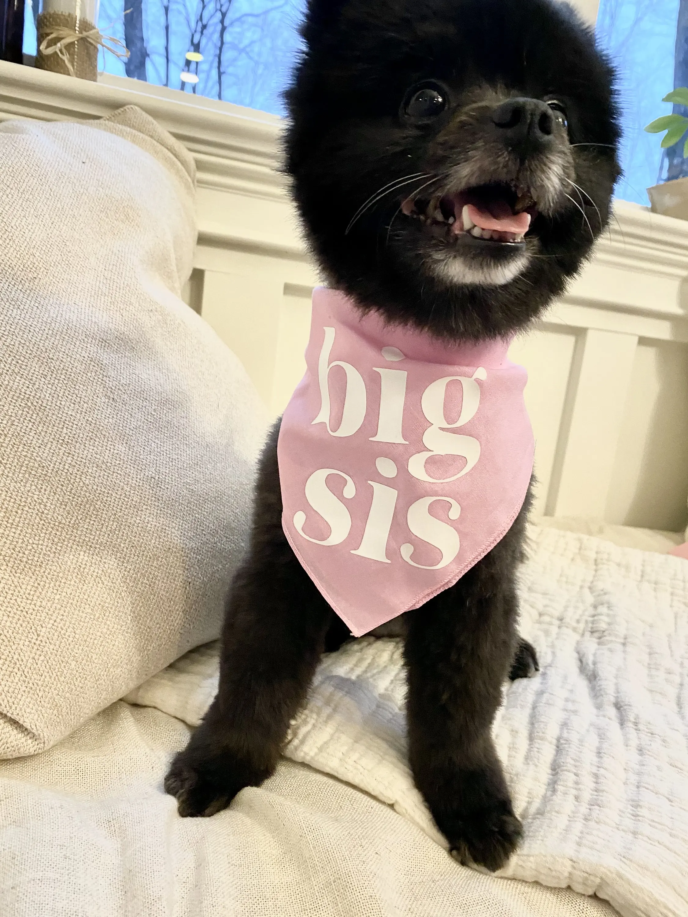 Big Sis Or Big Bro Dog Bandana Scarf For Baby Announcement Birth