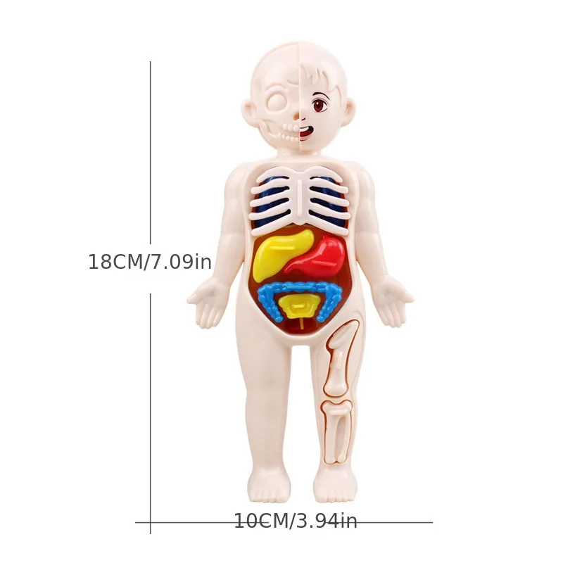 Kid Montessori 3D Puzzle Toy, Human Body Anatomy Model Educational Learning Organ Assembled Toy, Teaching Tool For Children 3