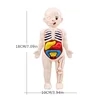 Kid Montessori 3D Puzzle Toy, Human Body Anatomy Model Educational Learning Organ Assembled Toy, Teaching Tool For Children 3