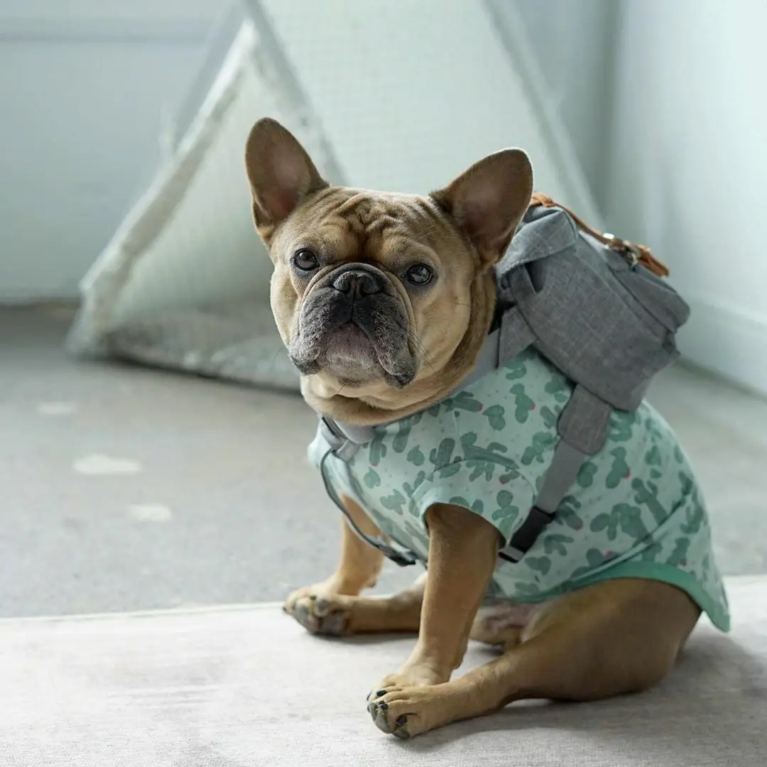 Sacs Bandoulière Sac A Dos Bouledogue Sac De Transport D'extérieur