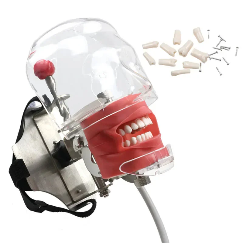 Dental-Simulator-Phantom-Model-Head-Model-Training-Simulator-Practice ...
