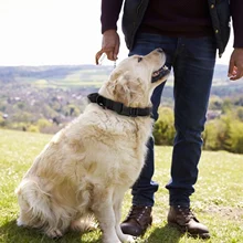 Tactical Pet Collar Outdoor Adjustable Medium and Large Traction Dog Collar Military Dog Collar Heavy Metal Buckle Handle