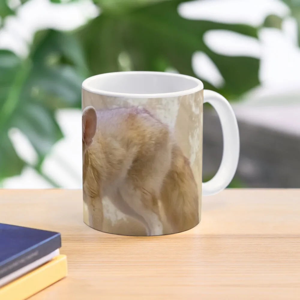 

Fennec Fox at the National Zoo Coffee Mug Aesthetic Coffee Cups