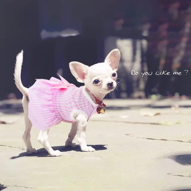 Vestito per cani Desiderio in Giallo e Rosa con gonnellina