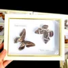 Real Natural Butterfly Specimen Education Teaching Home Decor Artwork Material Gift Ornament DIY Tabletop Decoration 2