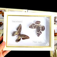 Real Natural Butterfly Specimen Education Teaching Home Decor Artwork Material Gift Ornament DIY Tabletop Decoration 2