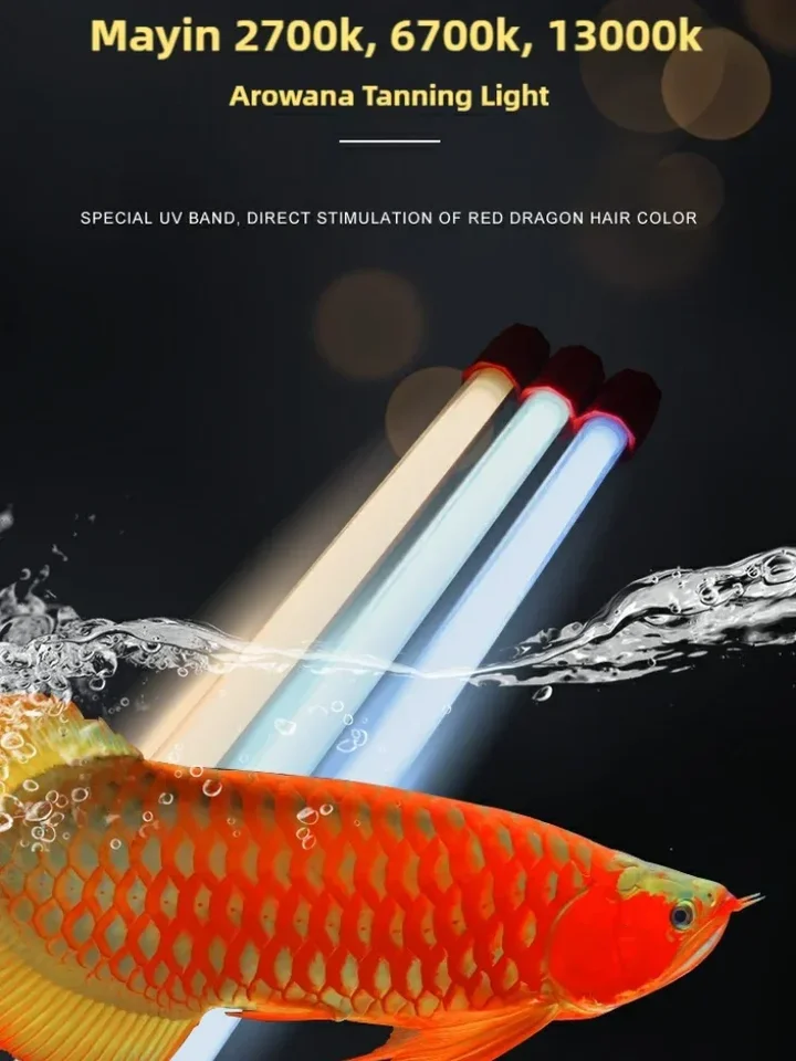 AROWANA TANNING LIGHT テンニング Super Red Arowana - Tanning