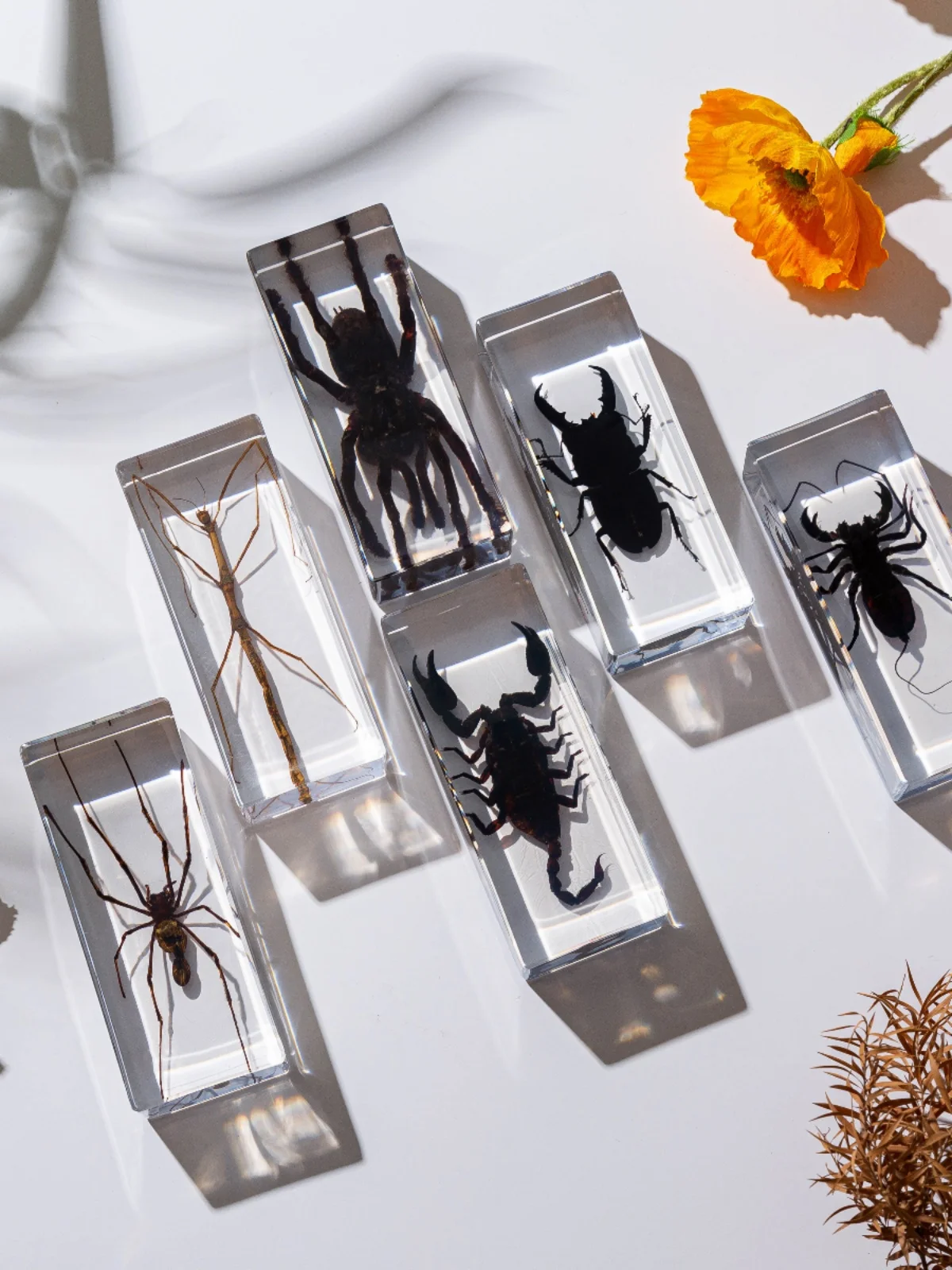 1PC Real Insect Bug Specimen Taxidermia Clear Large Bug Epoxy Resin Stick Insect Insect Scorpion Specimen Craft Decoration 3