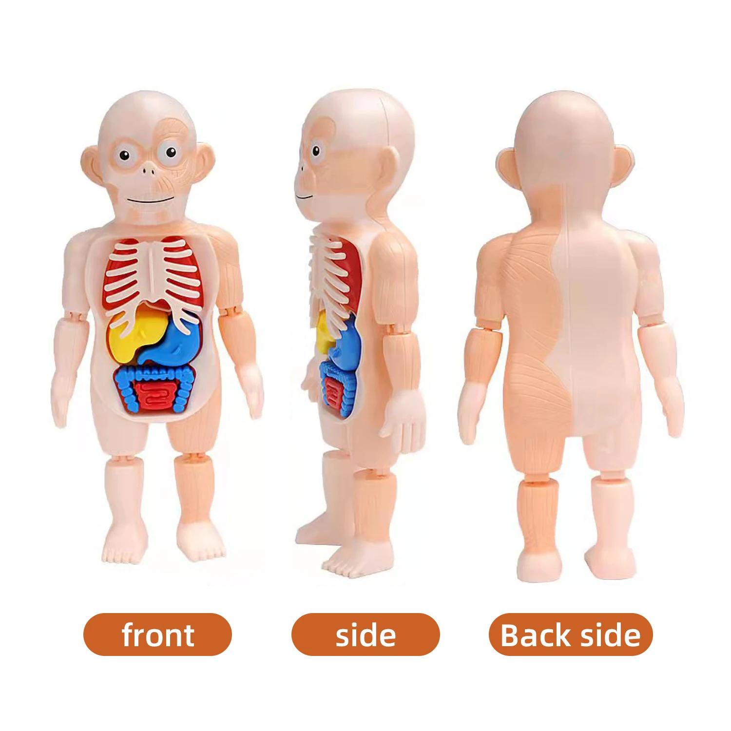 어린이 과학 및 교육 인간 장기 구조 모델, DIY 조립 장난감 계몽 실험, 조기 교육 인지
