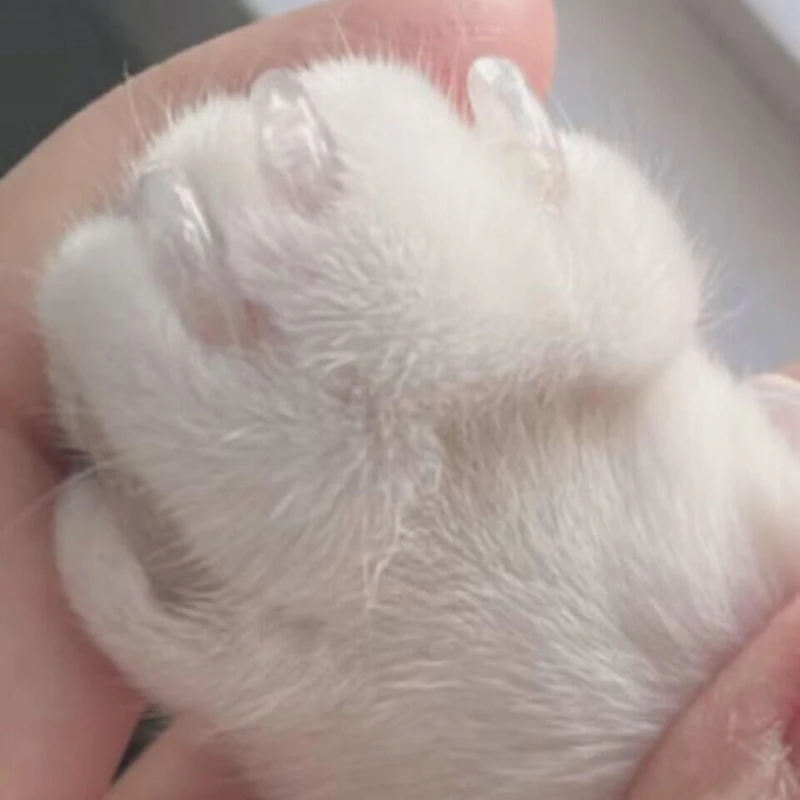 Tappi Unghie Gatti Morbidi Gatti Fornura Di 6 Mesi Bianche - Foto 6