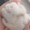 20Pcs Transparent Cat Nail Caps PVC Soft Cat Claw Soft Paws Gift for Pet, Pet Supplies Size XS S M L 2