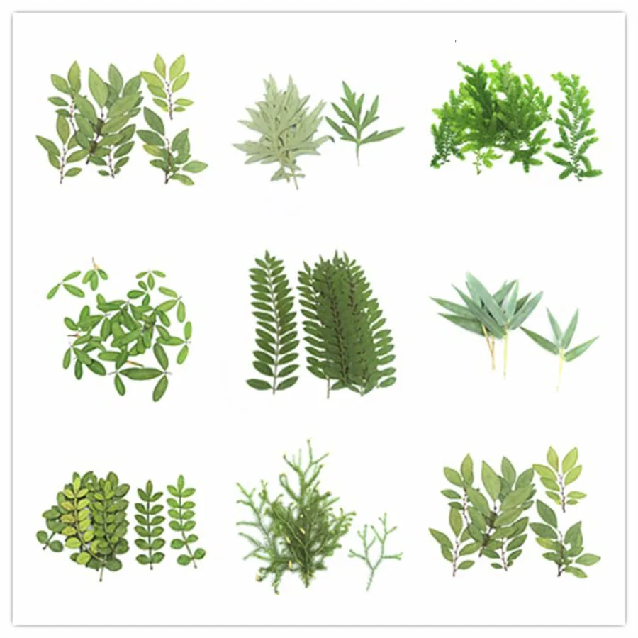 

60pcs Pressed Dried mixed 6 different Leaves Plants Herbarium For Jewelry Postcard Phone Case Invitation Card Bookmark DIY