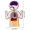 Body Parts Teaching Aids Children Anatomy Human Body Organs Science Home School Teaching Aids Educational Insights Toys 6