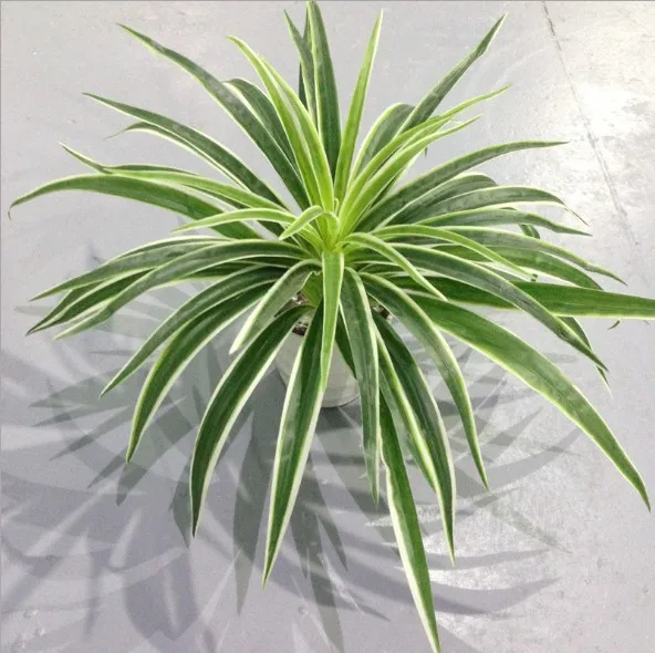 Artificial Chlorophytum Branches - Indoor Decorative Plastic Plants for Home Decor (Pot Not Included)