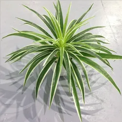 Artificial Chlorophytum Branches - Indoor Decorative Plastic Plants for Home Decor (Pot Not Included) (50 Leaves white)