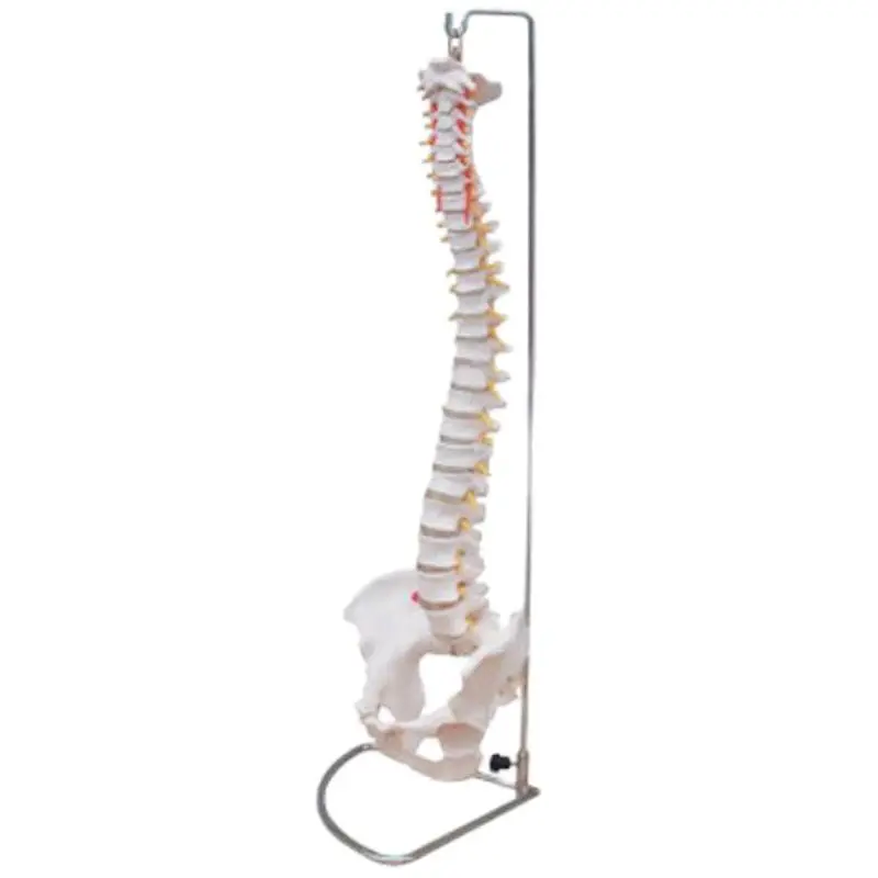 Vertebral Column Spine Model With Pelvis Model Medicine Student Medical Science Teaching Sources Supply BIX-A1009
