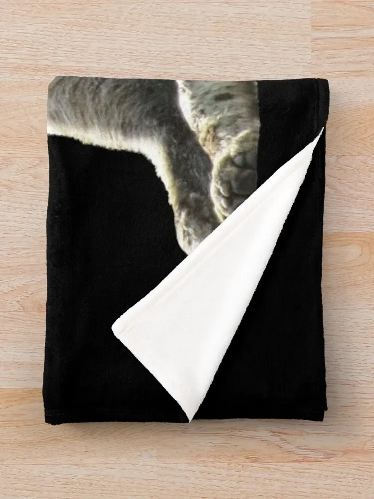 ���̿��� �ɳ� ������ī ������ ���, ���ſ� ����, ���ڱ�, ���� ħ�� ���