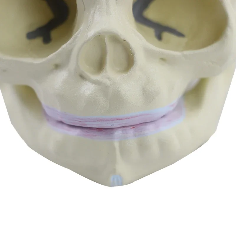 1:1 Human Fetal Baby Infant Anatomical Skull Anatomy Skeleton Model Teaching Supplies Tool for Medical Science Lab Supply
