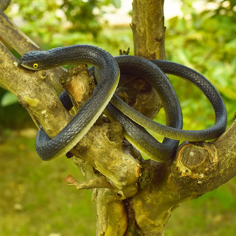 Simulation of Snake Rubber Plastic Reptile Toys April Fool's Day Pranks and Funny Fake Snake Props Film and Television Model