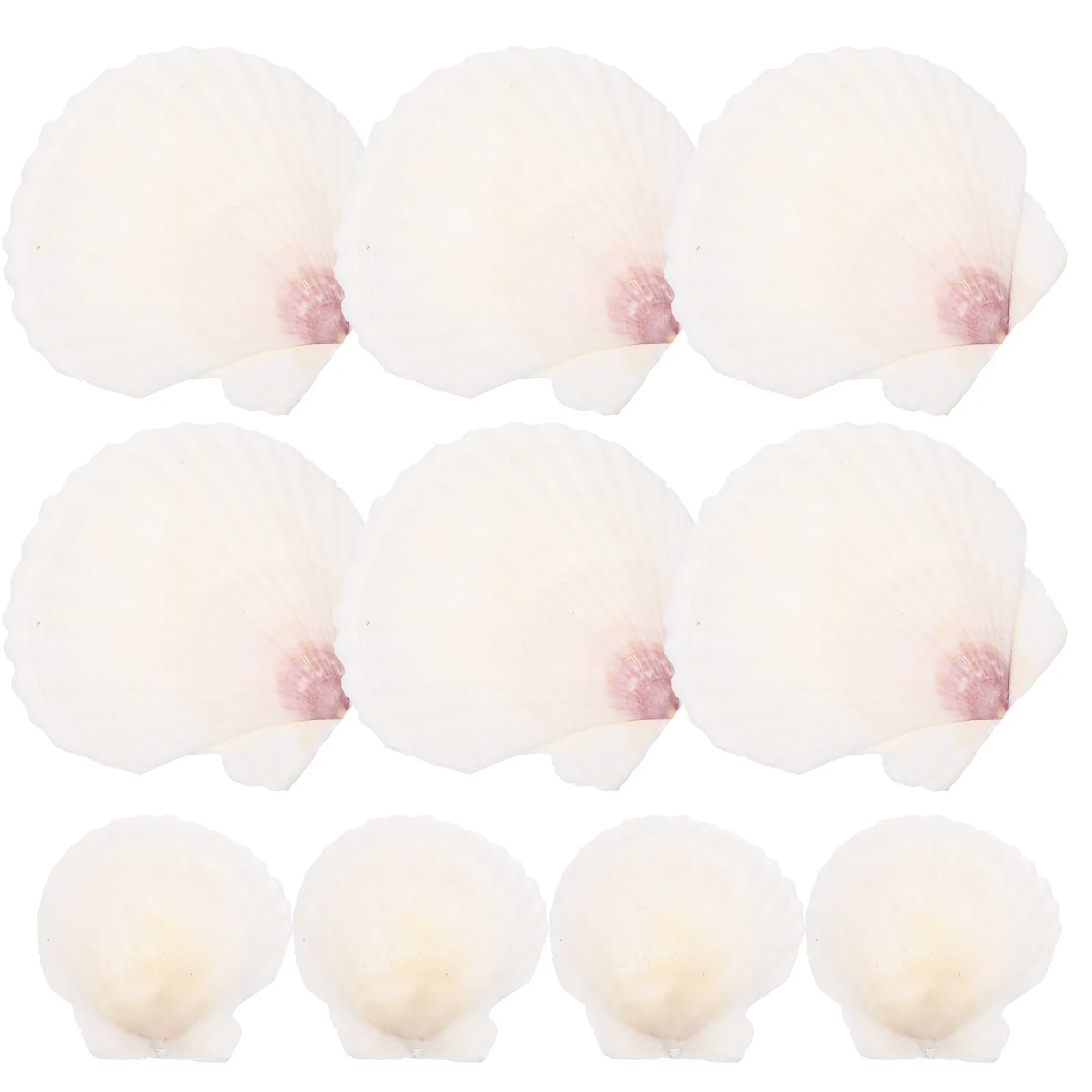 10Pcs DIY 쉘 키트 공예용 천연 가리비 장식품 바다 조개 장식 어항 DIY 장식품 웨딩 홈 장식