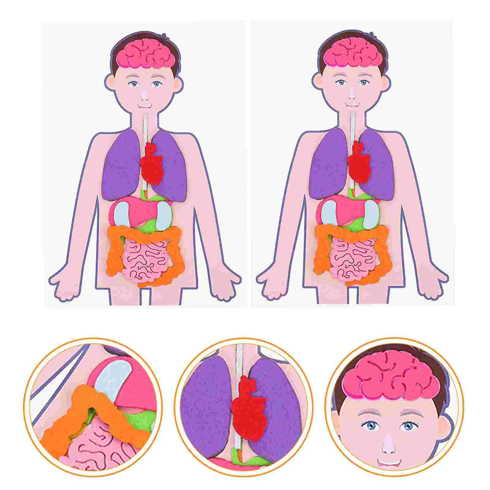 

2 Sets Toy Children's Human Body Teaching Aids Torso Model DIY Organs Learning & Education Toys