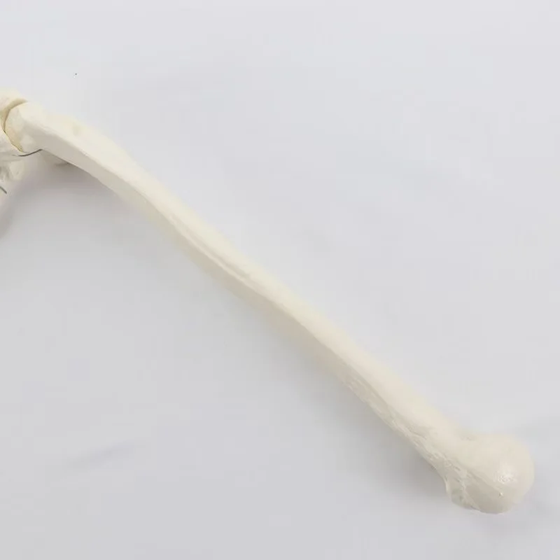 1:1 Human Bone Model of Bone Adult Arm of Upper Limb Arm and Radius Hand Medical Science School Teaching Supplies